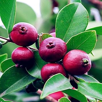 Strawberry guava Psidium cattleianum seeds for tropical harvest